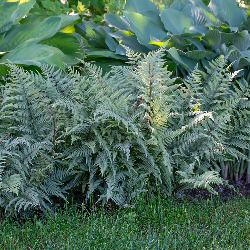 Athyrium 'Ghost' - Fern