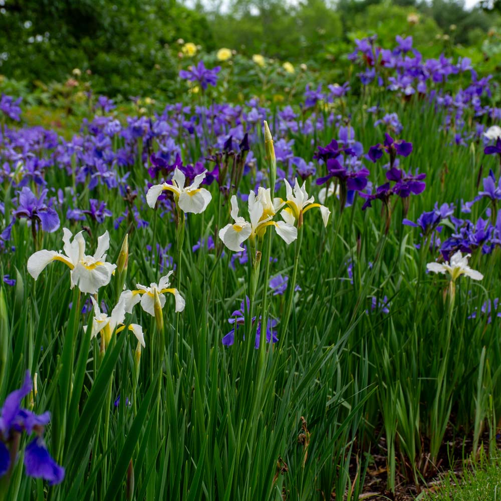 Wings Over Water Siberian Iris Collection
