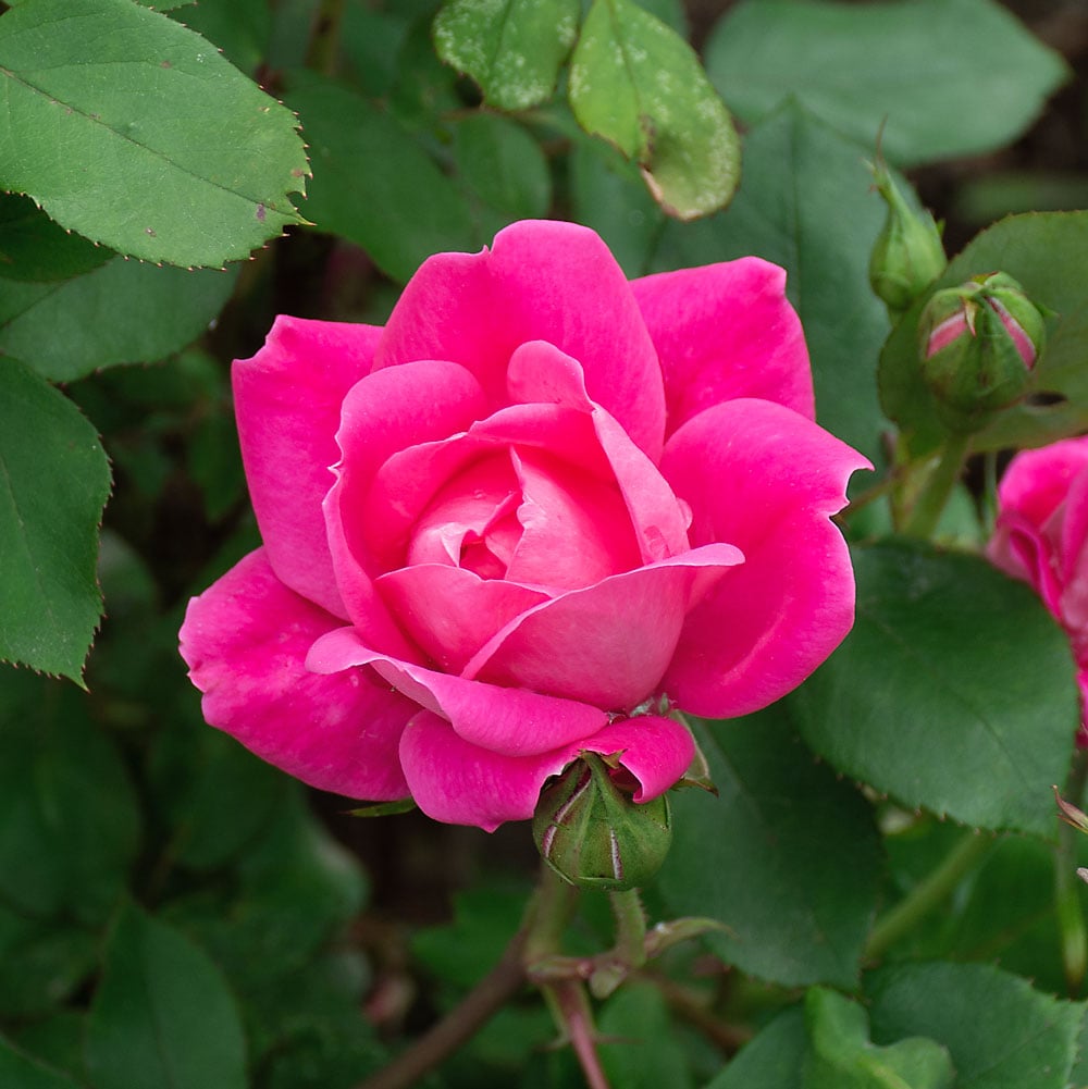 Rose Pink Double Knock Out® | White Flower Farm, image size:1000x1001