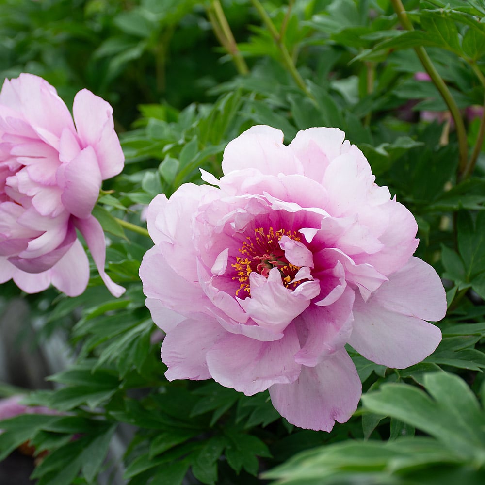 Peony 'Morning Lilac' - Itoh Peony | White Flower Farm