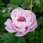  Peony 'Morning Lilac' - Itoh Peony