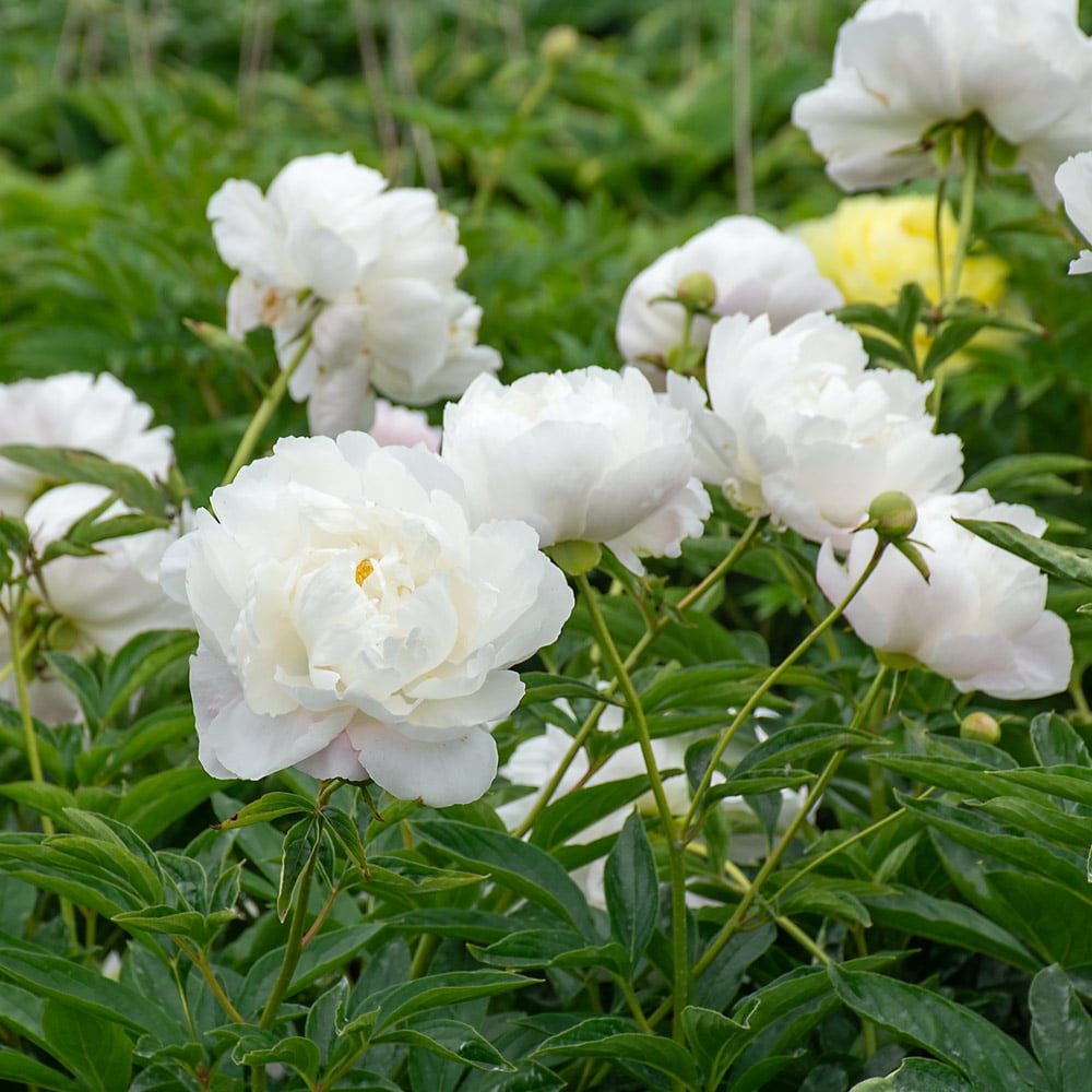 Peony 'Moonstone'