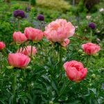  Peony 'Coral Charm'