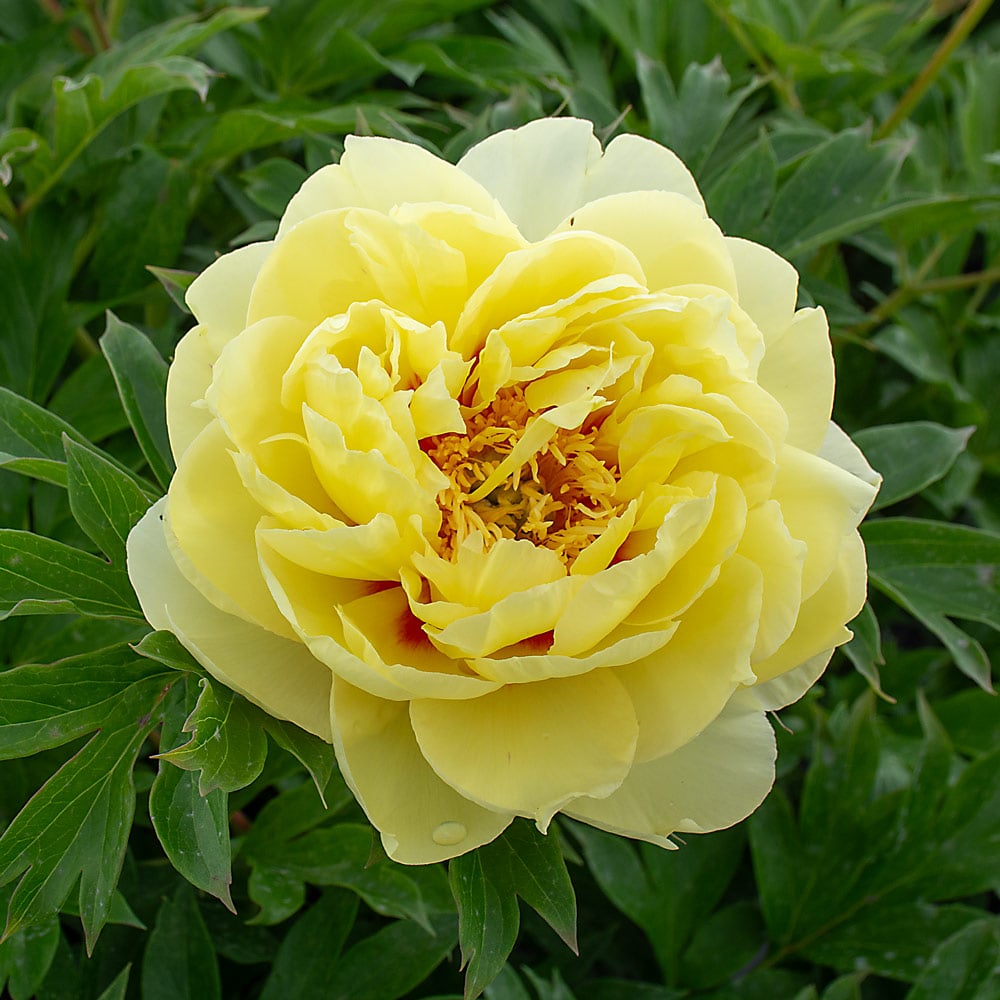 Peony 'Bartzella' - Itoh Peony