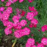  Dianthus gratianopolitanus