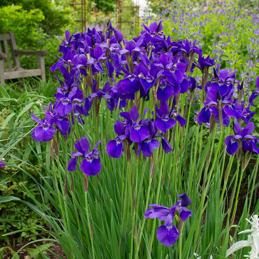 Iris sibirica 'Caesar's Brother'
