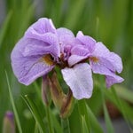  Iris sibirica 'Pink Parfait'