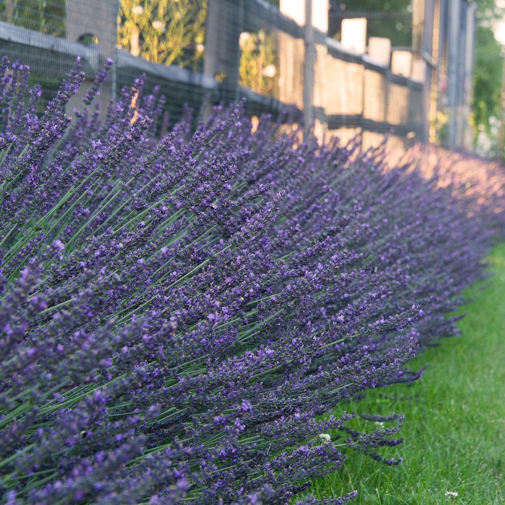 Lavandula x intermedia (Lavender) Phenomenal™