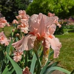  Iris germanica 'Angel's Rest'