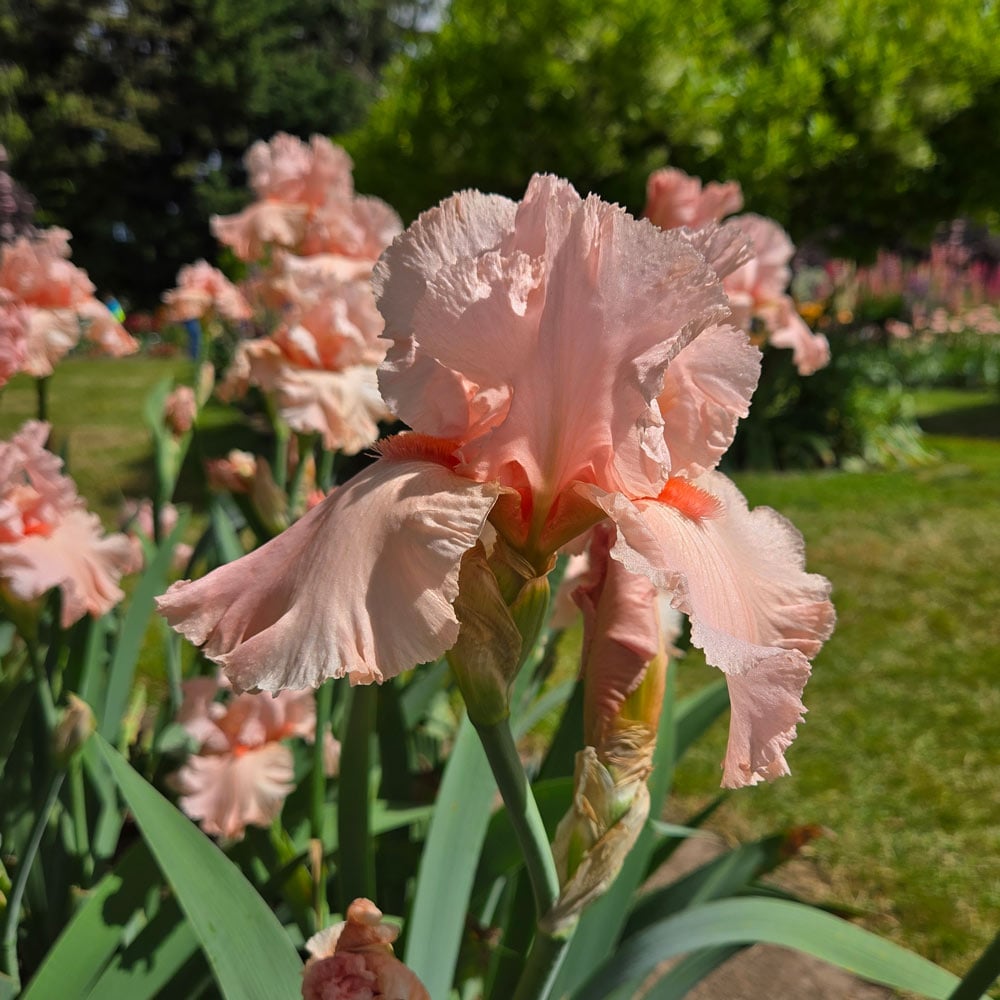 Iris germanica 'Angel's Rest'