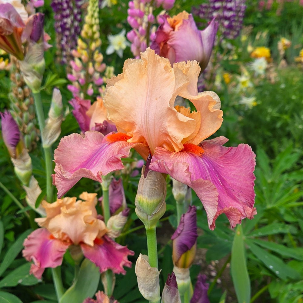 Iris germanica 'Frimousse'