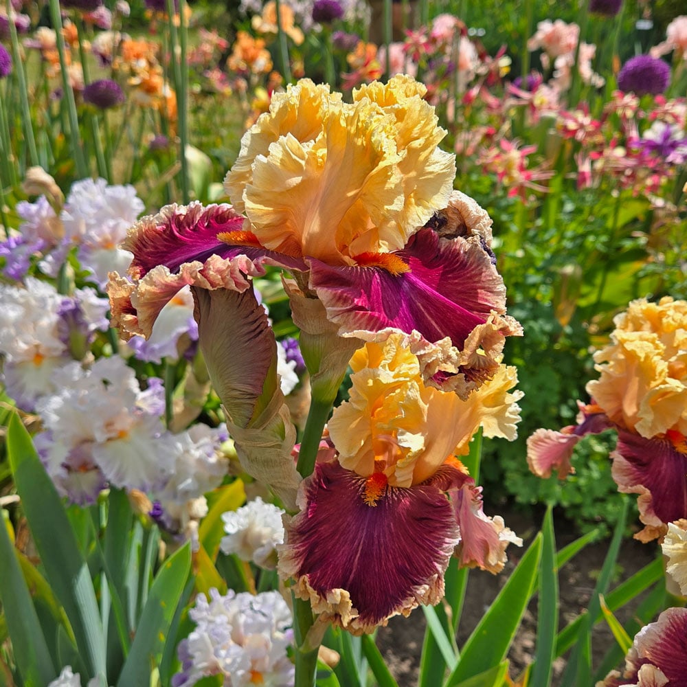 Iris germanica 'Decadence'