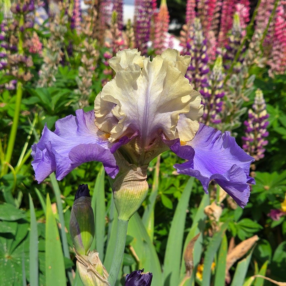 Iris germanica 'Recurring Delight' - Reblooming