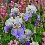  Iris germanica 'Dream of You'