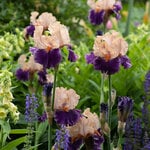  Iris germanica 'Petalpalooza'