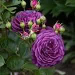  Rose Ebb Tide®