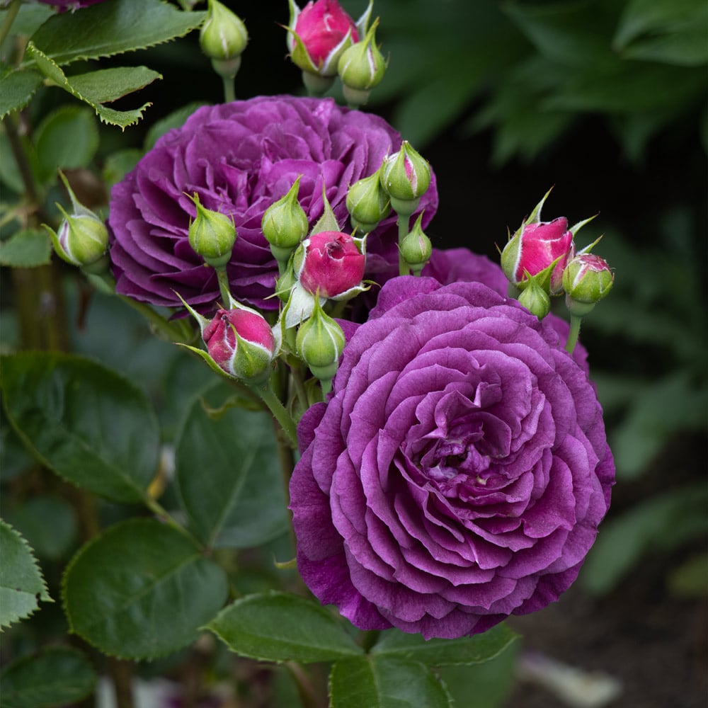 Rose Ebb Tide®