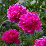 Peony 'Kansas'