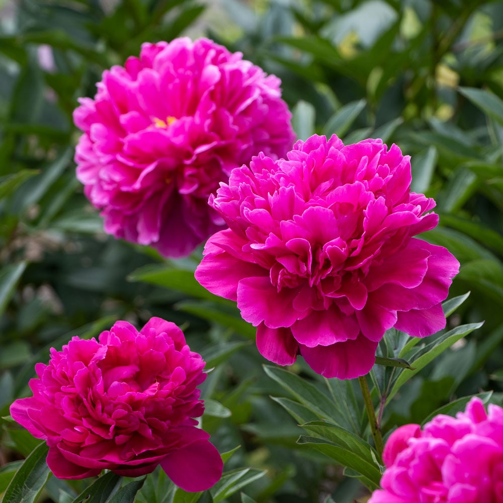 Peony 'Kansas'