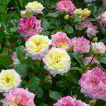 Rose Easy Elegance® Music Box