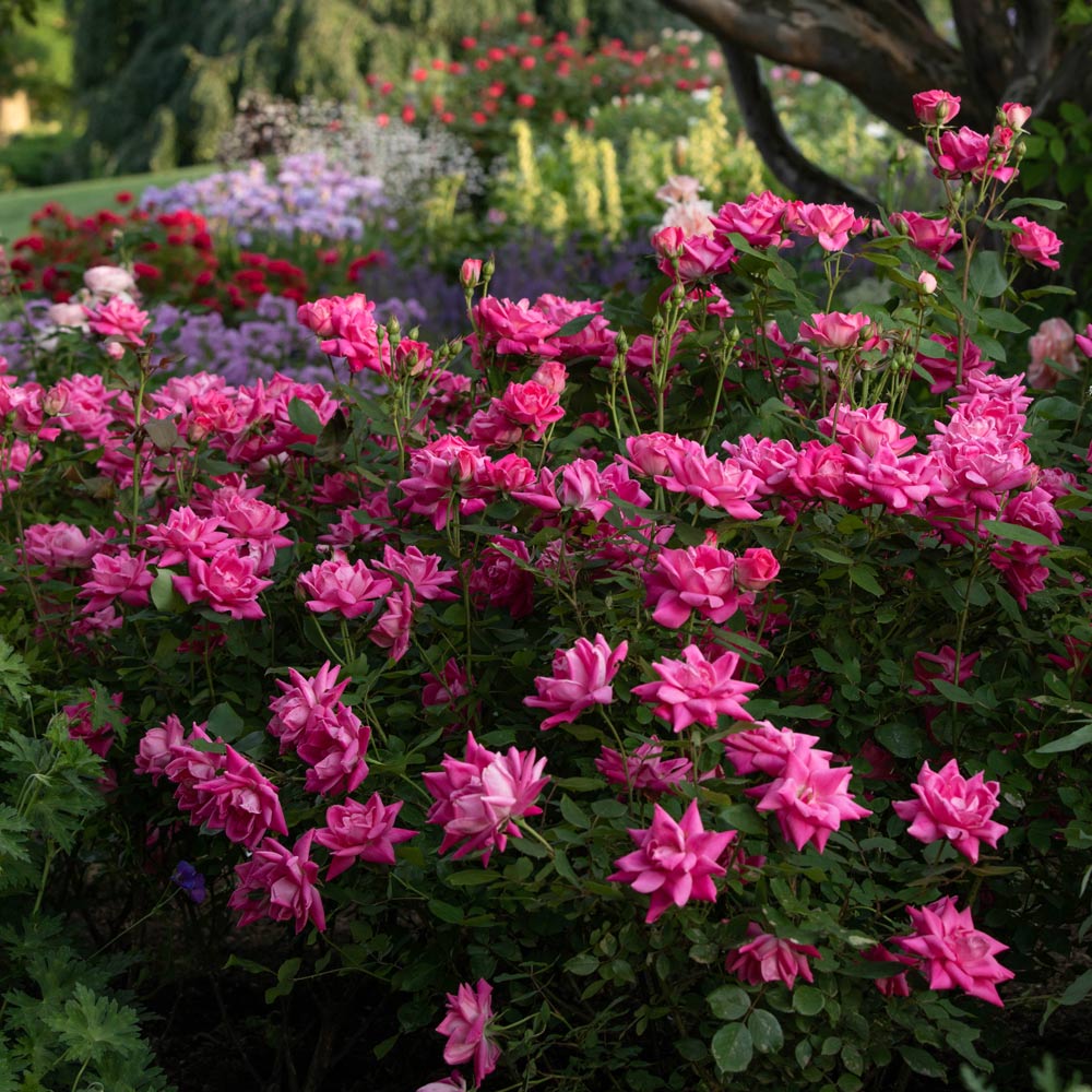 Rose Pink Double Knock Out®