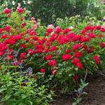  Rose Double Knock Out®