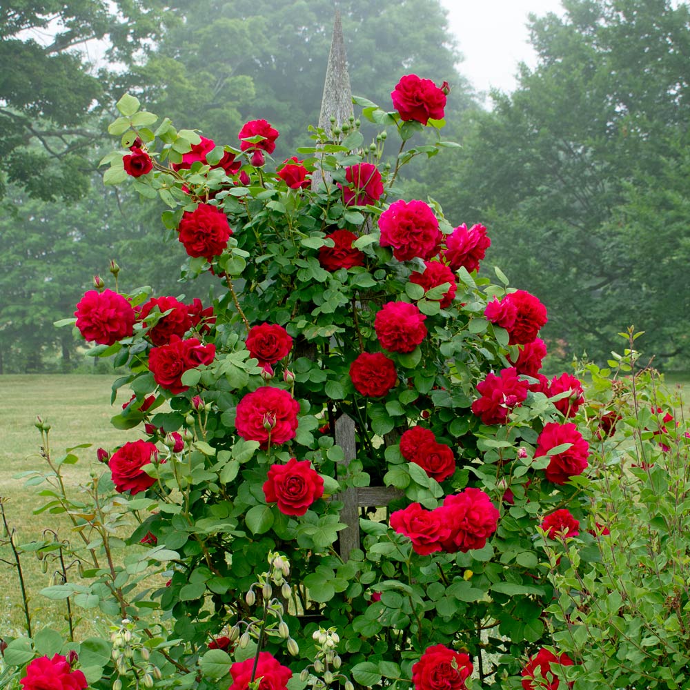 Rose Tess of the d'Urbervilles®