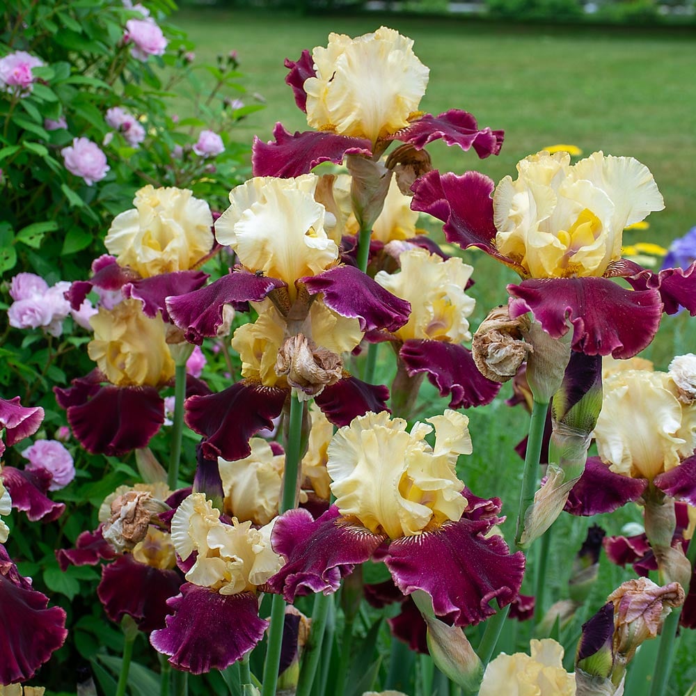 Iris germanica 'Sasparilla'