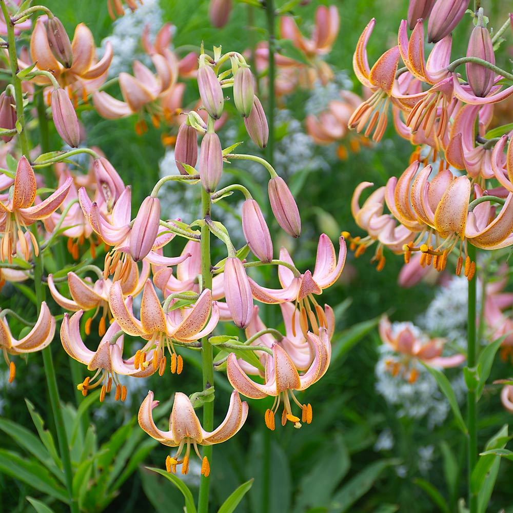Lilium 'Fairy Morning'