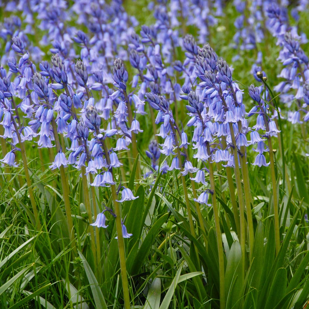 Hyacinthoides hispanica 'Excelsior'