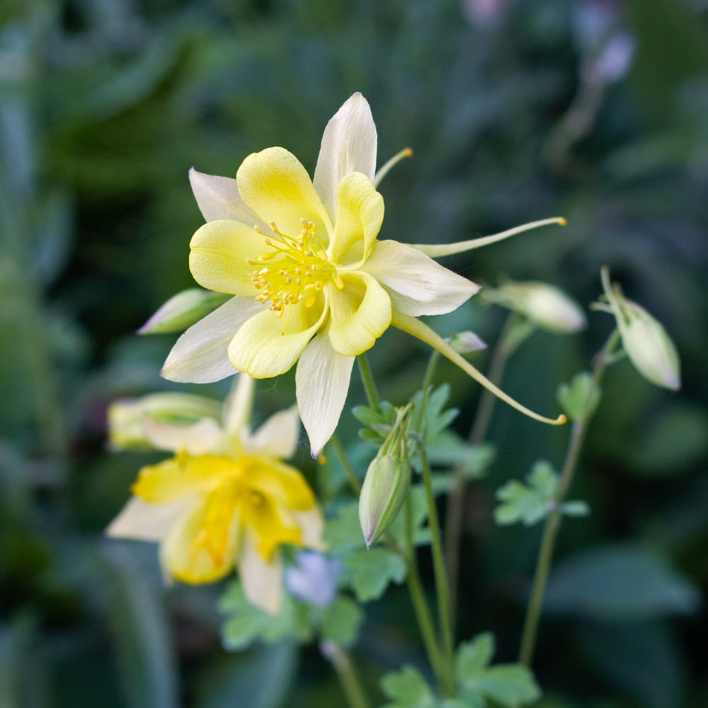 Aquilegia chrysantha Denver Gold®