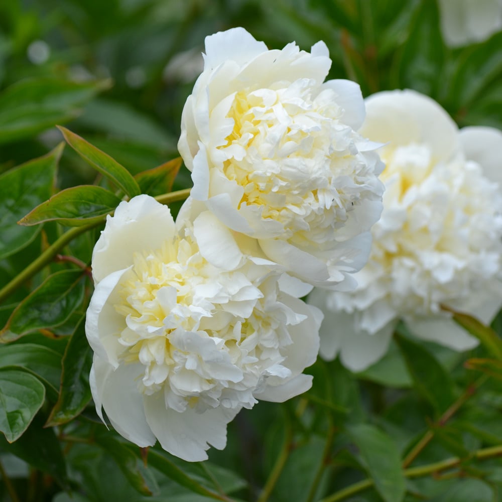 Peony 'Bridal Shower'