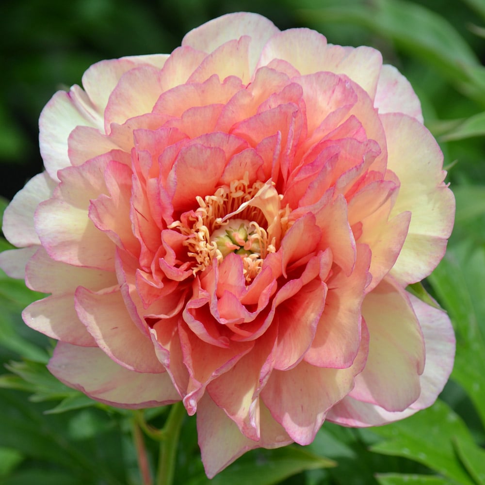Peony 'Scrumdidleyumptious' - Itoh Peony