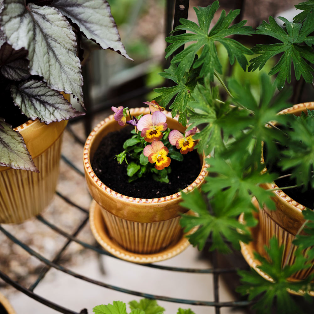 Yellow Parisian Pot and Saucer | White Flower Farm