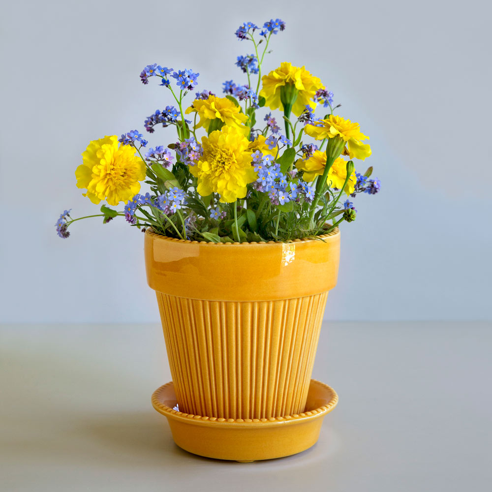 potted catnip plant Catnip Plants For Sale – Streambank Gardens main image 1