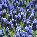 Grape Hyacinth