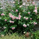  Rose Eden Climber®