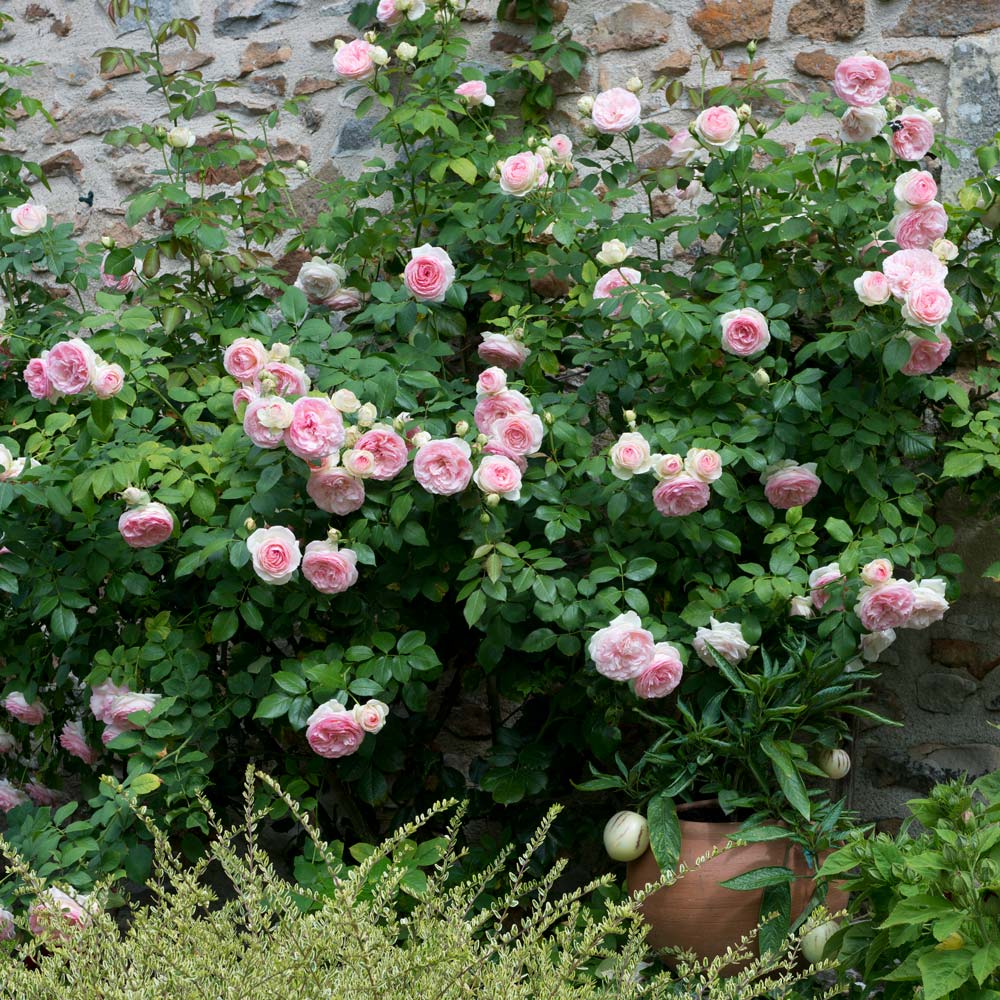 Rose Eden Climber®