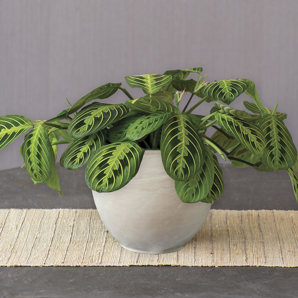 mexican hat plant succulent Succulent (Tender) Bryophyllum daigremontianum Mexican Hat Plant – The  Greenery Garden Centre