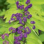Callicarpa