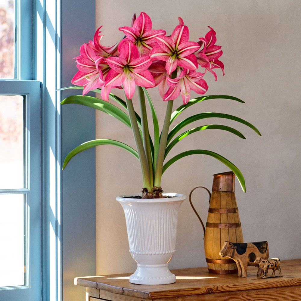 Amaryllis 'Pinkolo'