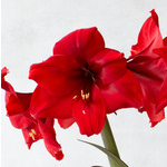  Amaryllis 'Red Paradise'