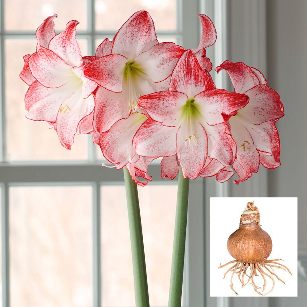Amaryllis 'Spotlight'