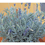 lavender and tea tree oil benefits Tea tree essential oil