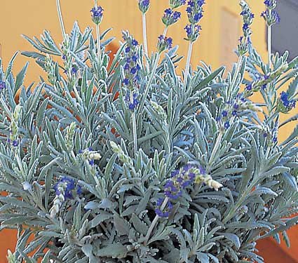 Lavender 'Goodwin Creek Grey'