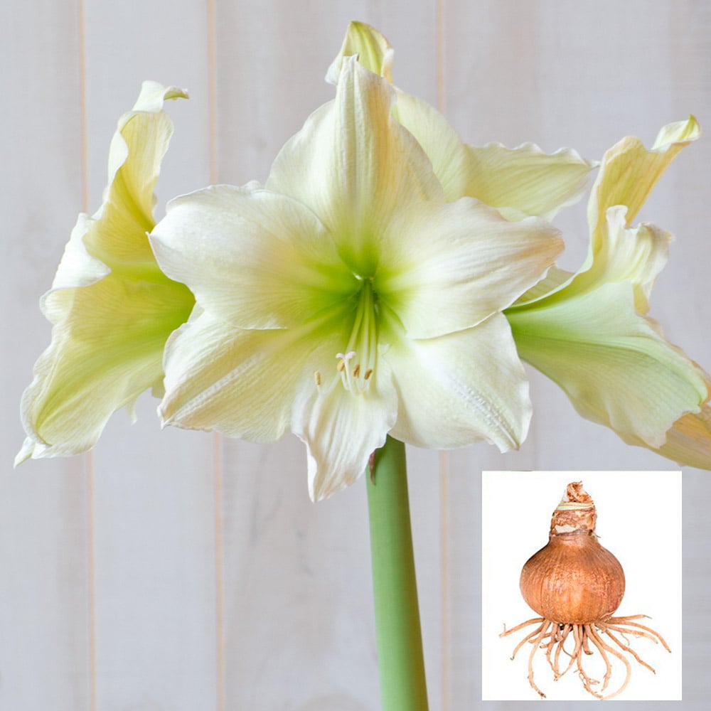 Amaryllis 'Lemon Grandise'