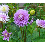 Dahlia 'Worton Blue Streak'