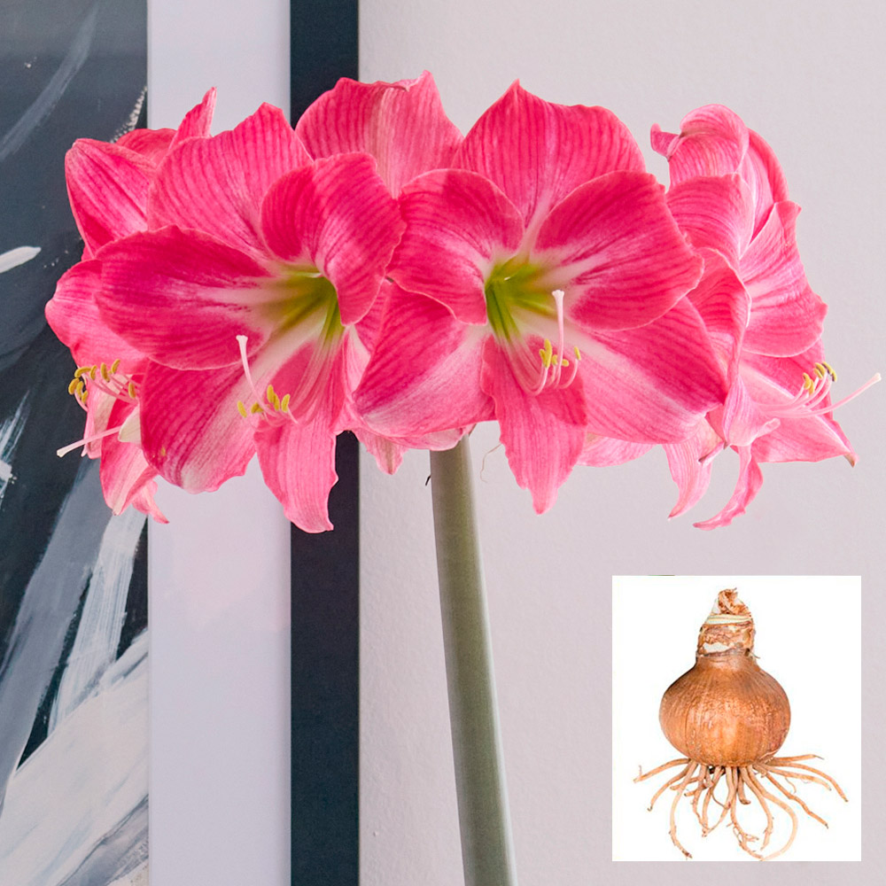 Amaryllis 'Neon Eon'