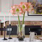  Amaryllis 'Shine Dream'