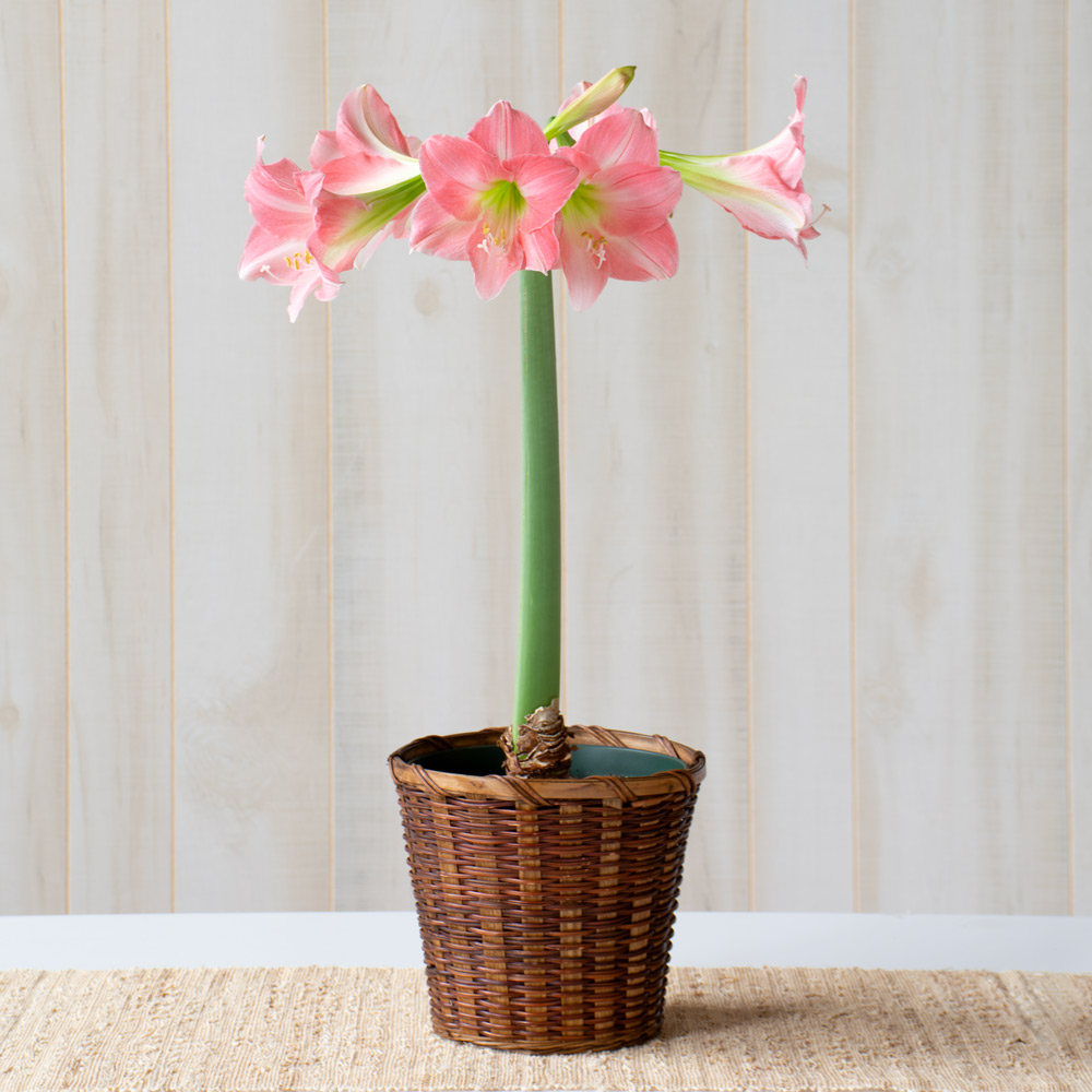 Amaryllis 'Rebecca'